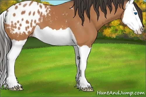 Horse Color:Bay Splash Appaloosa