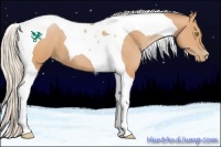 Horse Color:Silver Bay Pearl Tobiano 