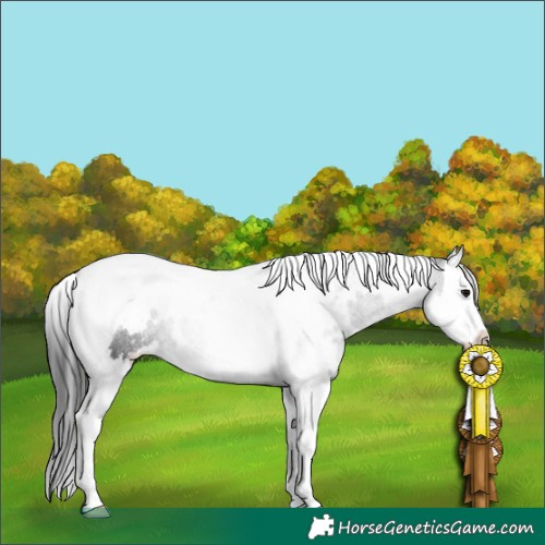 Horse Color:White Spotted Black Splash Tobiano Rabicano 