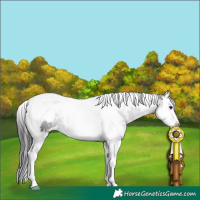 Horse Color:White Spotted Black Splash Tobiano Rabicano 