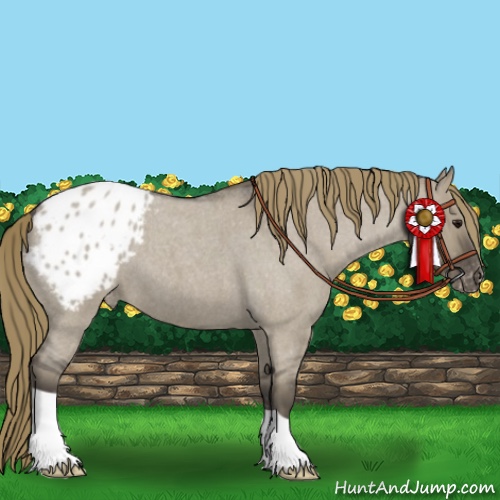 Horse Color:Smoky Grullo Roan Appaloosa 