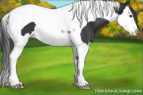Horse Color:Black Splash Tobiano Varnish 