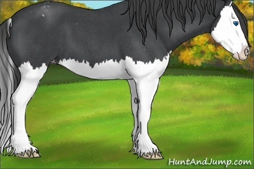 Horse Color:Blue Roan Splash Appaloosa