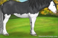 Horse Color:Blue Roan Splash Appaloosa