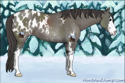 Horse Color:Grullo Sabino Blanket 