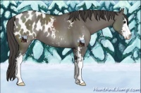 Horse Color:Grullo Sabino Blanket