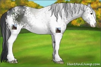 Horse Color:White Spotted Black Sabino 
