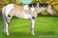 Horse Color:Brown Dun Tobiano 