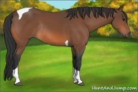 Horse Color:Bay Tobiano Rabicano