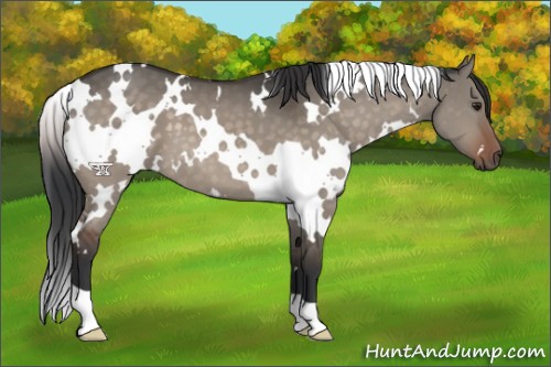 Horse Color:White Spotted Brown Dun 