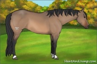 Horse Color:Brown Dun 