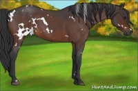 Horse Color:White Spotted Brown Roan 