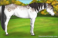 Horse Color:White Spotted Bay 