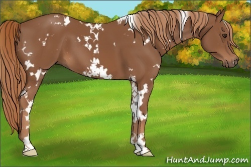 Horse Color:White Spotted Chestnut 