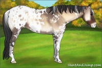 Horse Color:White Spotted Bay Roan Onyx Appaloosa 