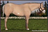 Horse Color:Silver Amber Champagne Frame 