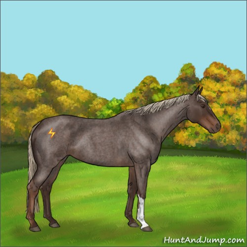 Horse Color:Liver Red Roan 