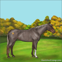 Horse Color:Liver Red Roan 