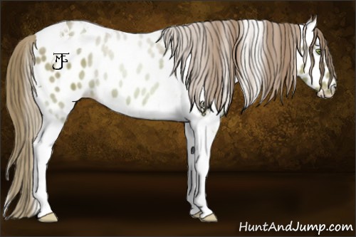 Horse Color:Gold Champagne Tobiano Appaloosa 
