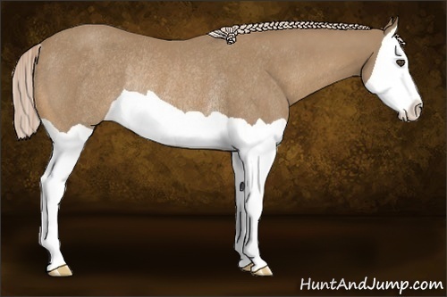 Horse Color:Palomino Splash Rabicano 