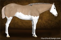 Horse Color:Palomino Splash Rabicano 