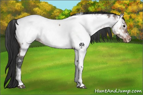 Horse Color:Brown Ice Dun Tobiano Appaloosa 