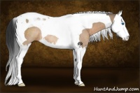 Horse Color:Brown Dun Splash Tobiano Rabicano 