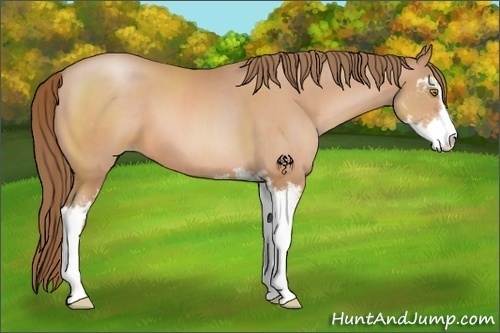 Horse Color:Bay Pearl Sabino 