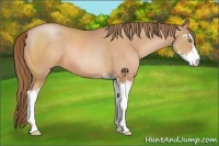 Horse Color:Bay Pearl Sabino 