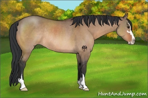 Horse Color:Brown Dun Sabino Rabicano