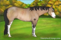 Horse Color:Bay Dun Sabino Rabicano 