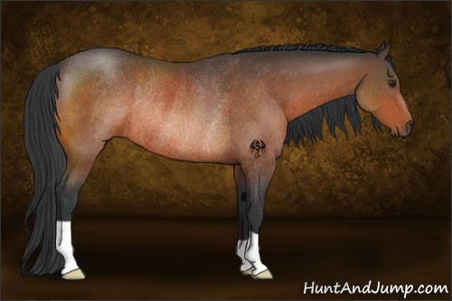 Horse Color:Brown Rabicano 