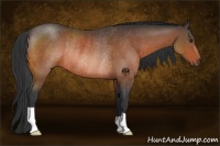 Horse Color:Brown Rabicano 