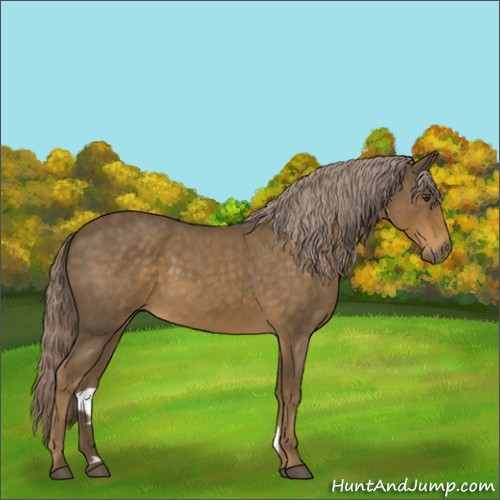 Horse Color:Chocolate Palomino Roan 