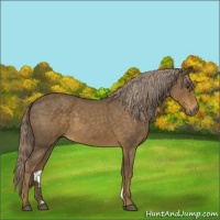 Horse Color:Chocolate Palomino Roan 