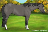 Horse Color:White Spotted Grullo 