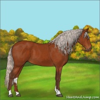 Horse Color:Silver Buckskin 