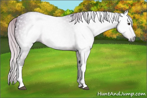 Horse Color:Gray Silver Brown 