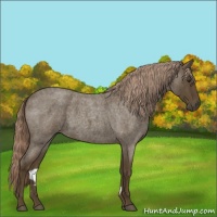 Horse Color:Chocolate Palomino Roan 