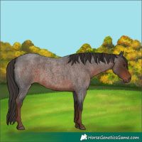 Horse Color:Liver Red Roan 