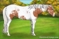 Horse Color:Silver Bay Tobiano