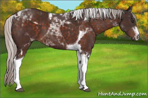 Horse Color:Silver Brown Tobiano 