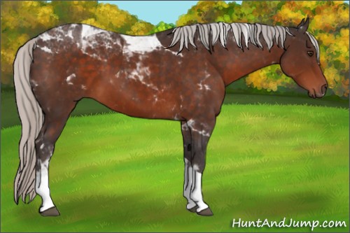 Horse Color:Silver Brown Tobiano 