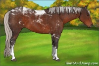 Horse Color:Silver Brown Tobiano 