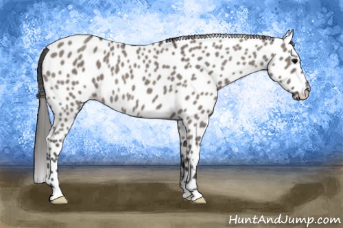 Horse Color:Grullo Appaloosa Rabicano 