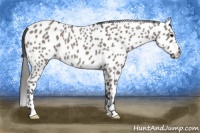 Horse Color:Grullo Appaloosa Rabicano 