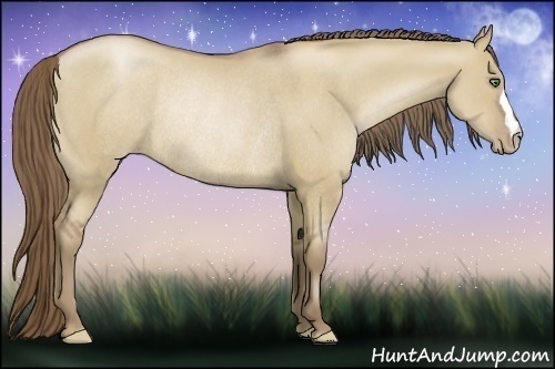 Horse Color:Grullo Pearl Frame Rabicano 