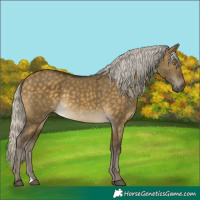 Horse Color:Silver Buckskin Dun Rabicano 