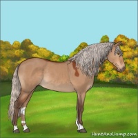 Horse Color:Silver Bay Dun Rabicano 