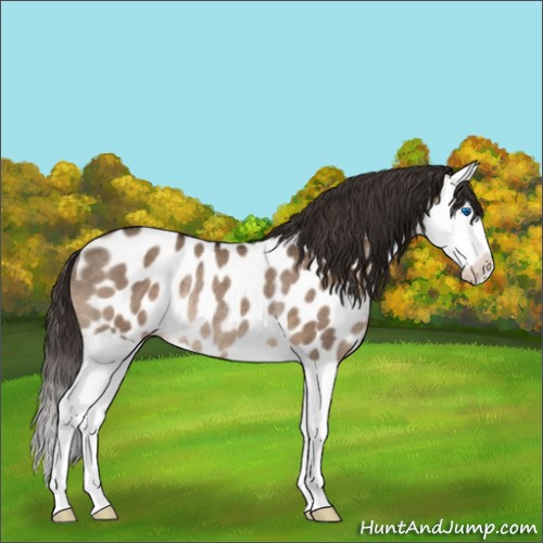 Horse Color:Liver Red Dun Splash Appaloosa Rabicano 